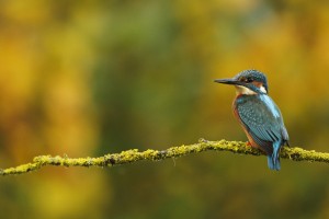 oiseau bellebranche